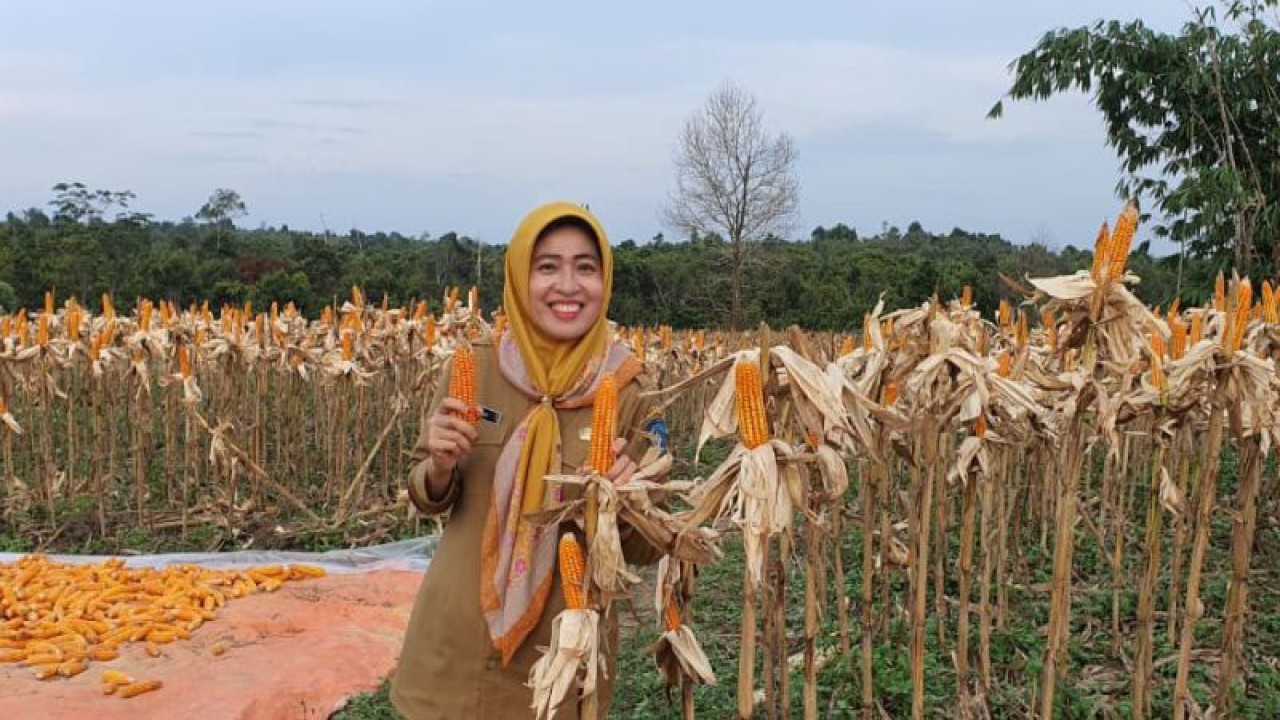 Kepala Dinas Pemberdayaan Masyarakat dan Desa, Kependudukan dan Pencatatan Sipil Provinsi Kepri Misni saat panen jagung di perkebunan di Desa Lancang Kuning, Kabupaten Bintan.ANTARA/Nikolas Panama
