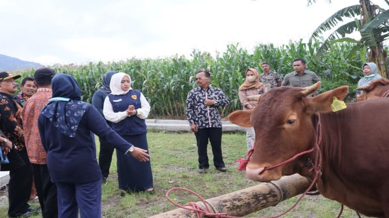 Penyerahan indukan sapi di Kabupaten Mojokerto Jawa Timur. ANTARA/HO-Pemkab Mojokerto.