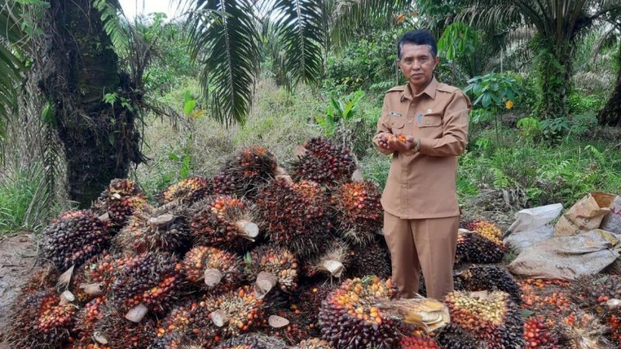 Kadisbunnak Kalbar, M. Munsif menunjukkan buah sawit (ANTARA/Dedi)