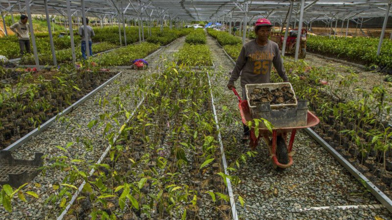 Arsip Foto. Pekerja mengangkut bibit tanaman di persemaian transit pusat Persemaian Mentawir di Kecamatan Sepaku, Kabupaten Penajam Paser Utara, Provinsi Kalimantan Timur, Kamis (18/8/2022). (ANTARA FOTO/Bayu Pratama S/foc)