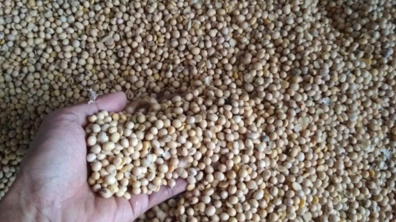 Kedelai impor. (ANTARA/Akhmad Nazaruddin Lathif)