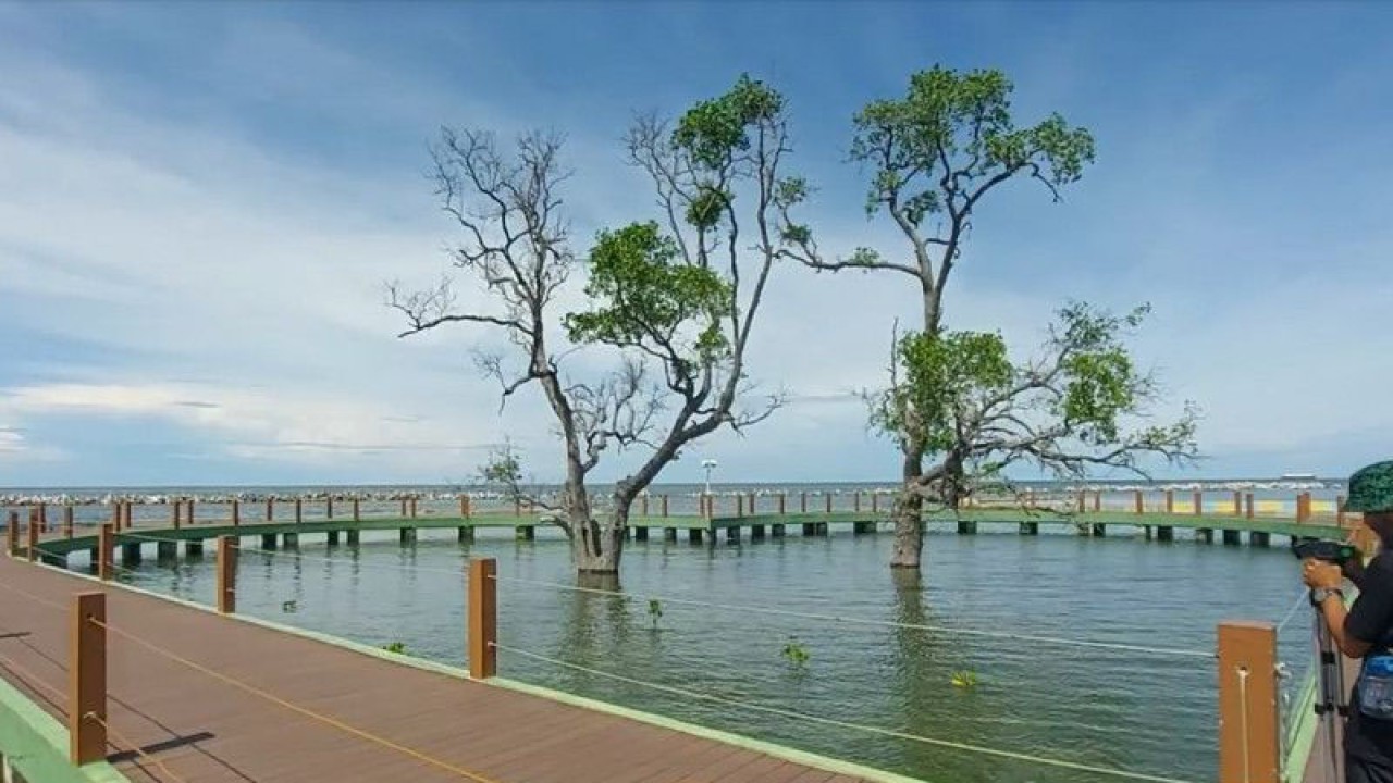 Wisatawan mengabadikan foto sepasang pohon yang menjadi ikon objek wisata Jembatan Pengantin di Pantai Sakura, Pulau Untung Jawa, Kepulauan Seribu Selatan, Kepulauan Seribu pada Selasa (9/11/2021). (ANTARA/Abdu Faisal)