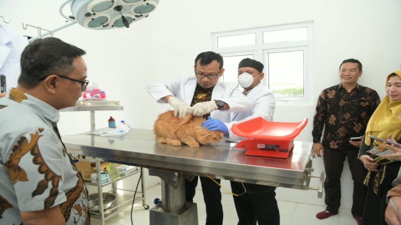 Pemerintah Aceh melalui Dinas Peternakan Aceh meluncurkan klinik pelayanan kesehatan hewan dan hotline Crisis Center Penyakit Mulut dan Kuku Aceh, No HP: 081269311600, di komplek Laboratorium Dinas Peternakan Aceh, Kamis (15/12/2022) (ANTARA/HO)