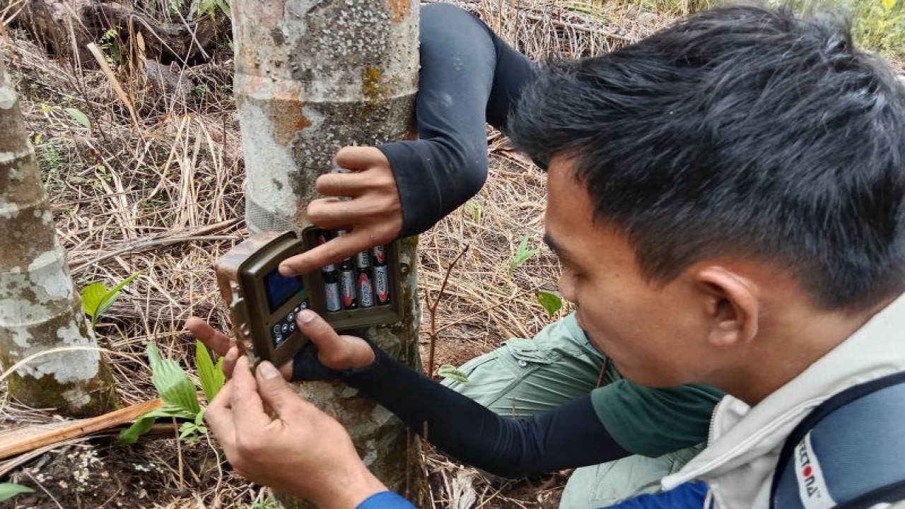 Salah seorang peserta sedang memperagakan pemasangan kamera trap di Maua Hilia, Nagari Salareh Aia, Kecamatan Palembayan, Kamis (8/12/2022). Antara/Yusrizal