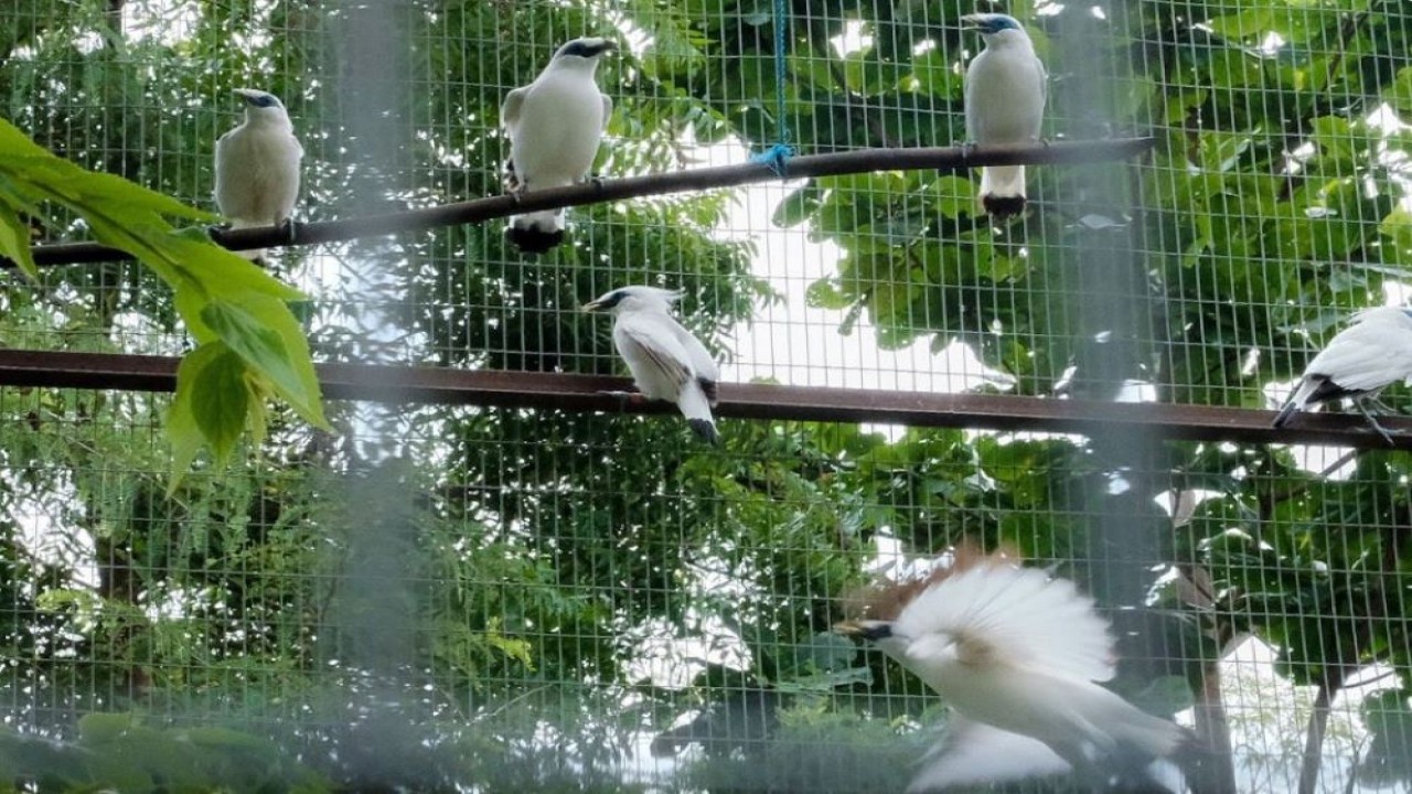 Pelestarian Curik Bali menjadi salah satu potensi pariwisata yang unik di Bali Barat. (Istimewa/Kemenparekraf)