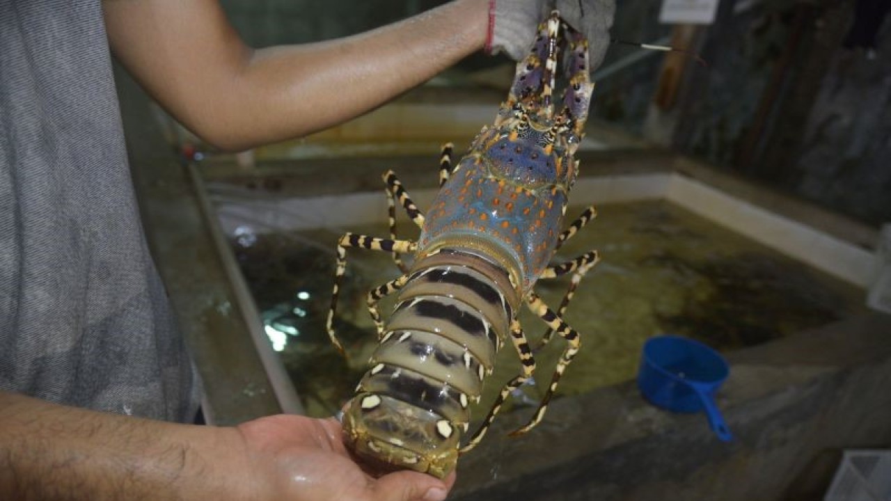 Pekerja mempersiapkan udang lobster kualitas ekspor saat proses pengiriman di salah satu usaha pengolahan komoditas perikanan, Banda Aceh, Aceh, Rabu (9/3/2022). . ANTARA FOTO/Ampelsa/aww.
