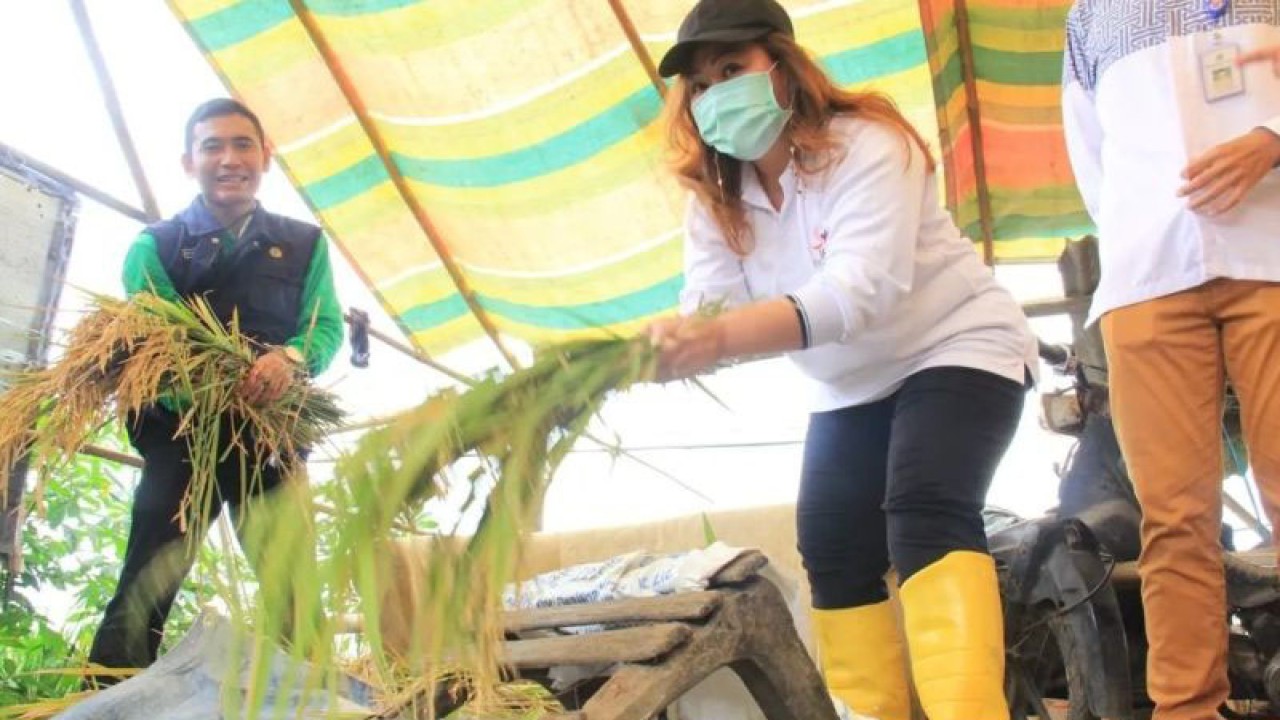 Kepala Sudin KPKP Jakarta Barat, Novy Palit, ikut merontokkan gabah dalam kegiatan panen padi di Kalideres, Jakarta Barat, Jumat (9/12/2022). ANTARA / HO-Sudin KPKP