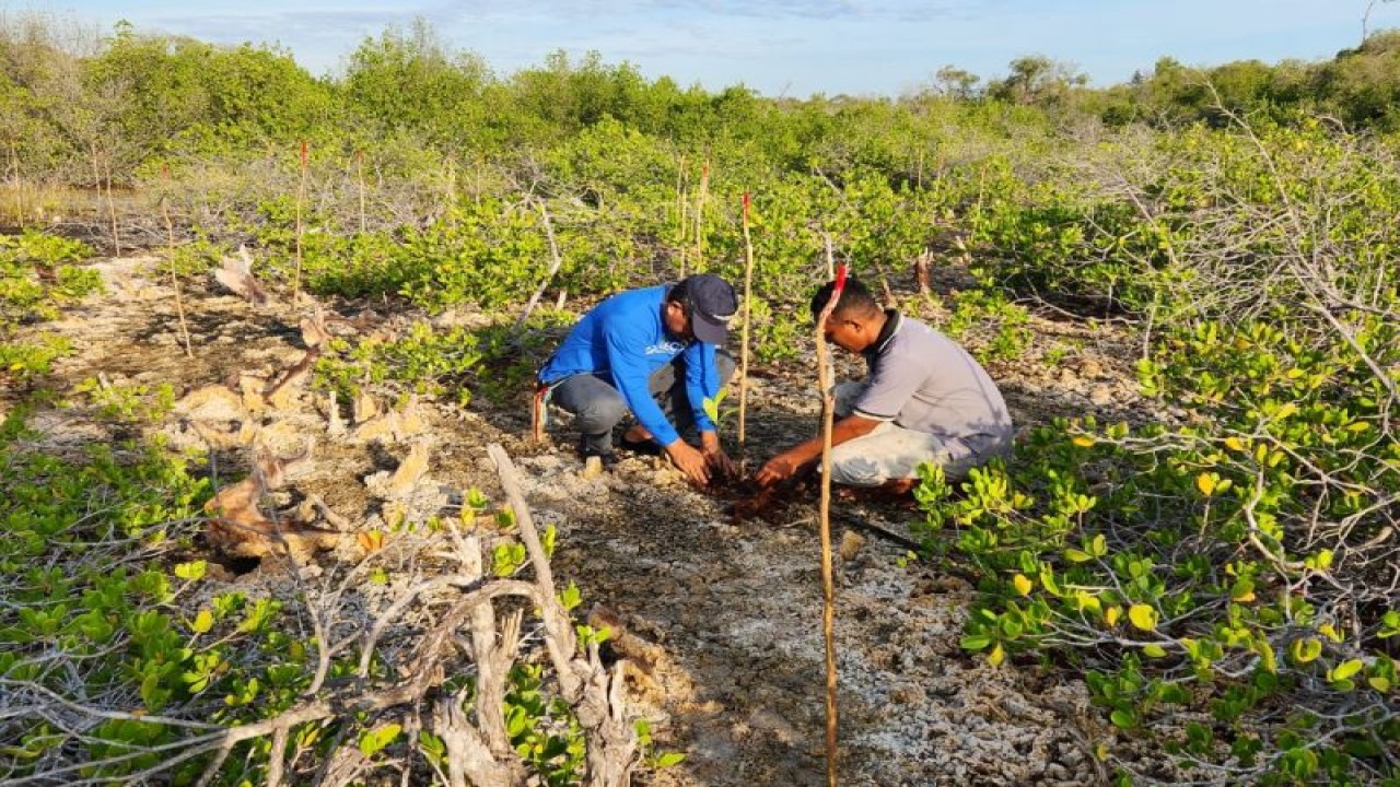 Bupati Nagekeo Johannes Don Bosco Do (baju biru) ikut menanam mangrove di wilayah Maropokot, Mbay, Nagekeo, NTT, Rabu (7/12/2022). (ANTARA/HO-Dokumentasi Pribadi)