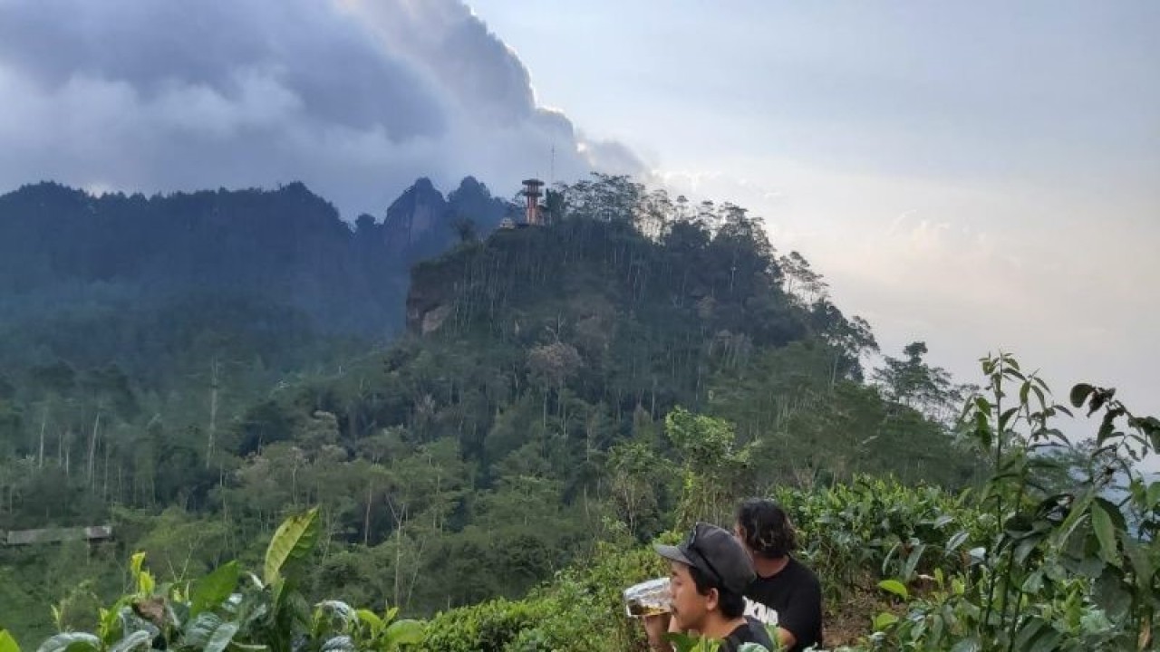 Objek wisata Kebun Teh Nglinggo, Kabupaten Kulon Progo. (ANTARA/Sutarmi)