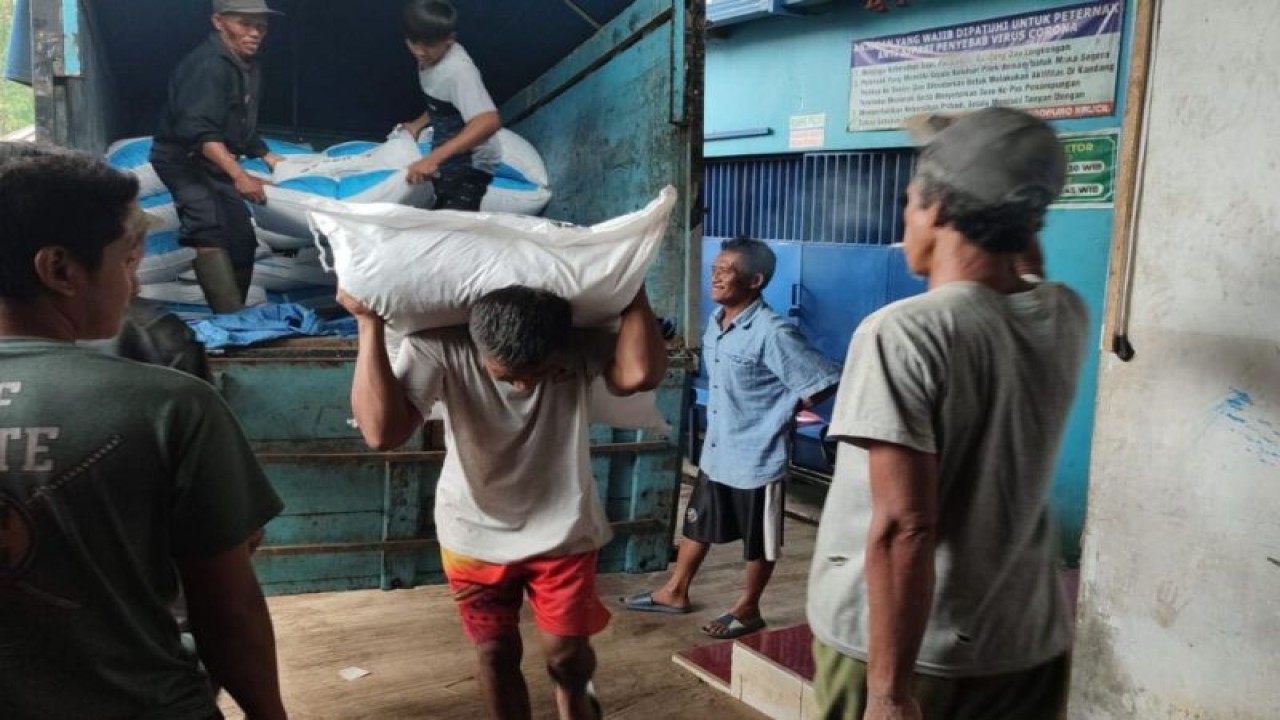 Pemberian bantuan pakan ternak sapi di Probolimggo (ANTARA/HO-Diskominfo Kabupaten Probolinggo)