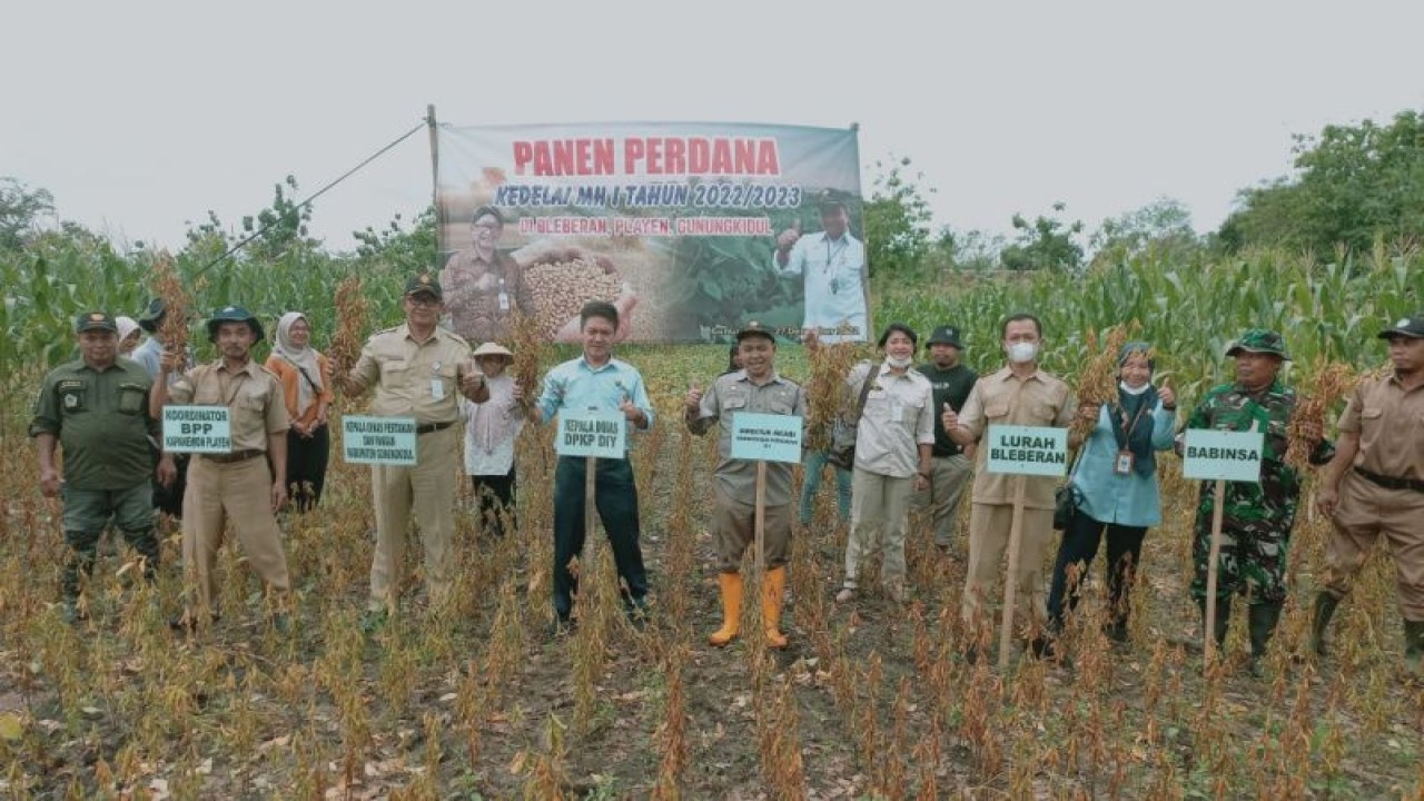 Panen raya kedelai di Desa Bleberan, Kabupaten Gunungkidul. (ANTARA/Dokumen istimewa)