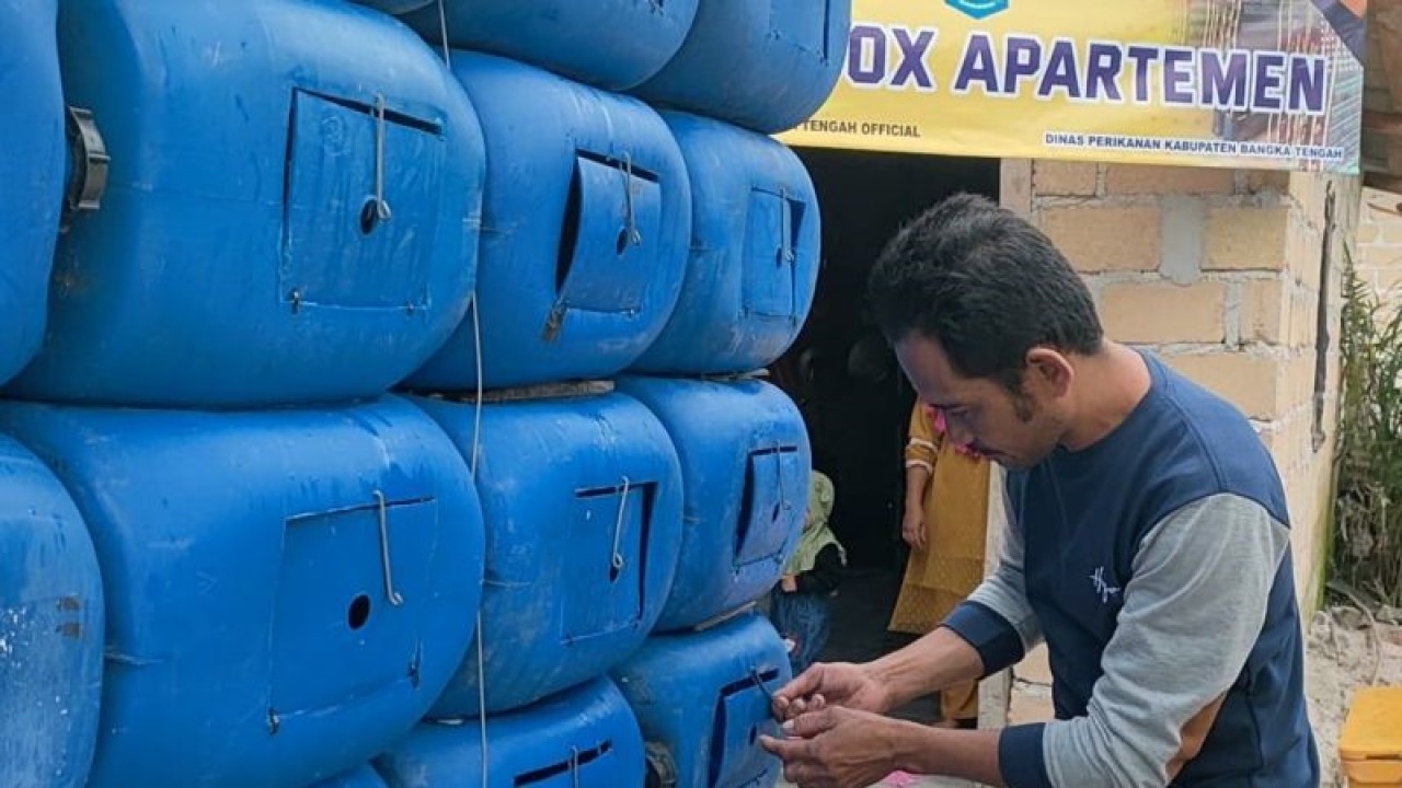 Pembudayaan kepiting bakau sistem crab box di Desa Kurau, Jumat (16/12) (ANTARA/Ahmadi)