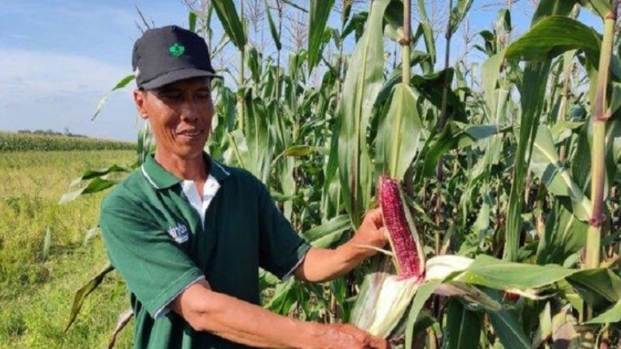 Ilustrasi - Tanaman jagung ungu milik petani di Pati, Jawa Tengah. Jagung ungu diketahui bermanfaat bagi kesehatan serta dapat menurunkan resistensi insulin, menjaga kesehatan jantung dan mencegah penyakit kanker. (ANTARA/HO-Istimewa)