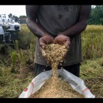 Pemkot Bogor tanggulangi sawah terkikis dengan Gerakan Tanam Serempak-1670755060