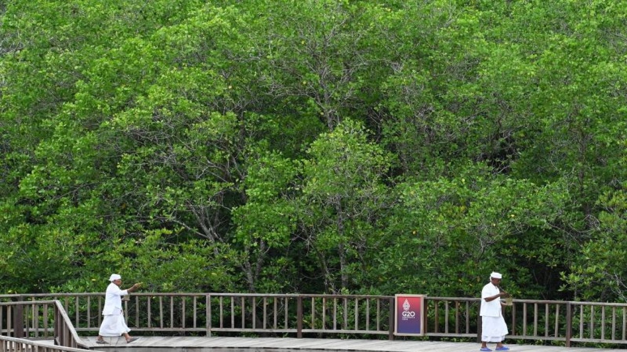 Umat Hindu mengikuti ritual upacara Melaspas dan Mecaru atau penyucian bangunan fasilitas untuk Konferensi Tingkat Tinggi (KTT) G20 di kawasan Taman Hutan Raya (Tahura) Ngurah Rai, Denpasar, Bali, Rabu (9/11/2022). ANTARA FOTO/Fikri Yusuf/nym.