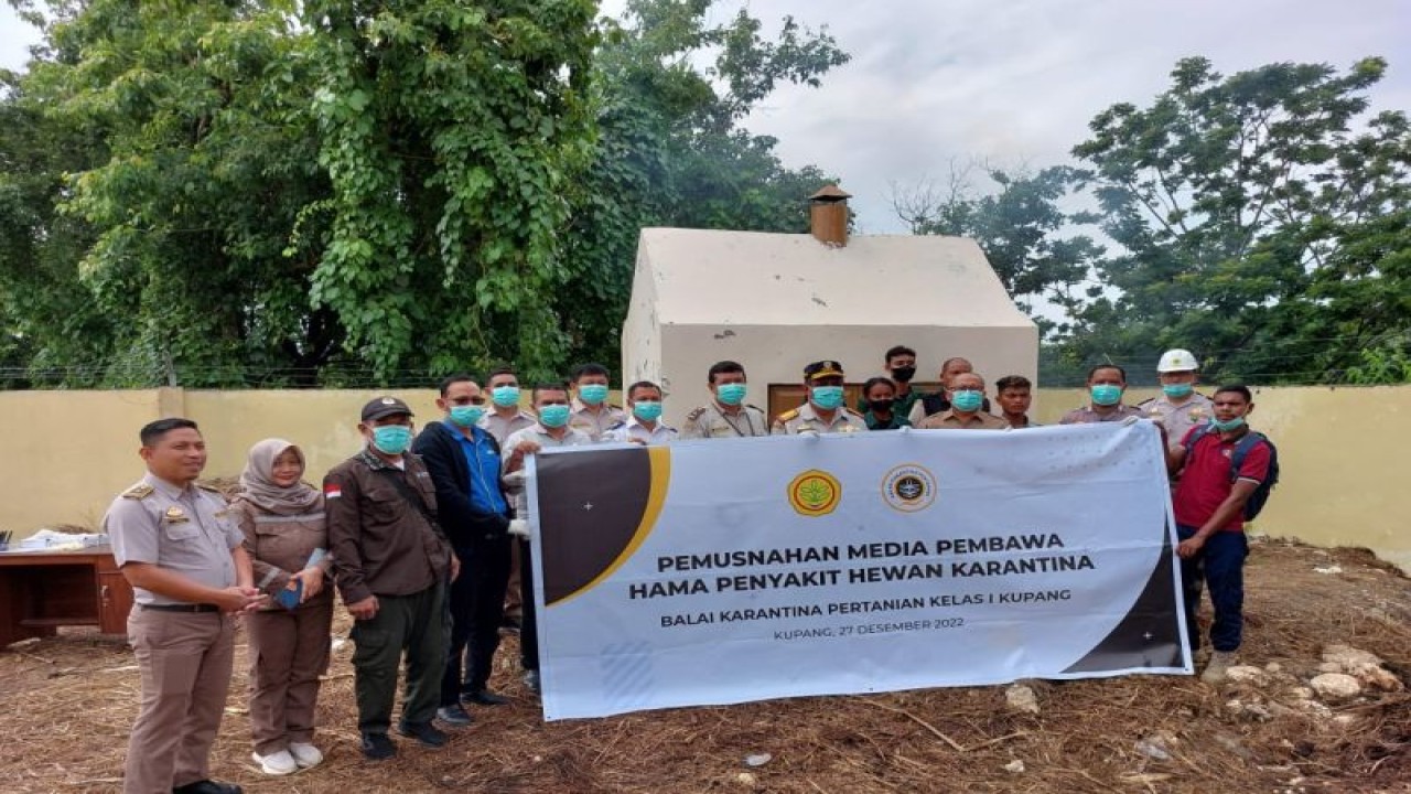 Pemusnahan daging media pembawa PMK di Kupang. ANTARA/Ho-Balai Karantina Hewan Kupang