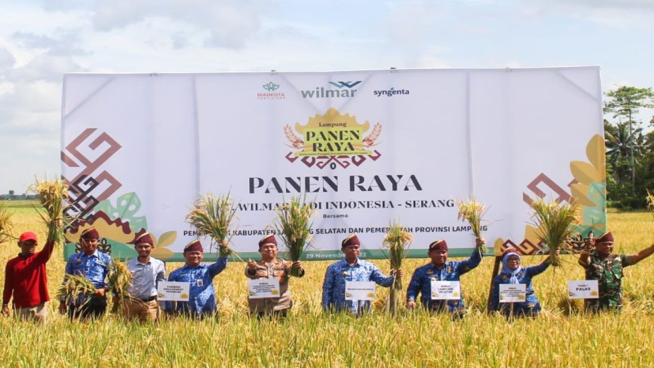 Panen raya padi hasil demplot petani mitra dengan PT Wilmar di Palas Jaya, Kabupaten Lampung Selatan, Lampung, Rabu (30/11/2022). (Antara/HO/wilmar indonesia)