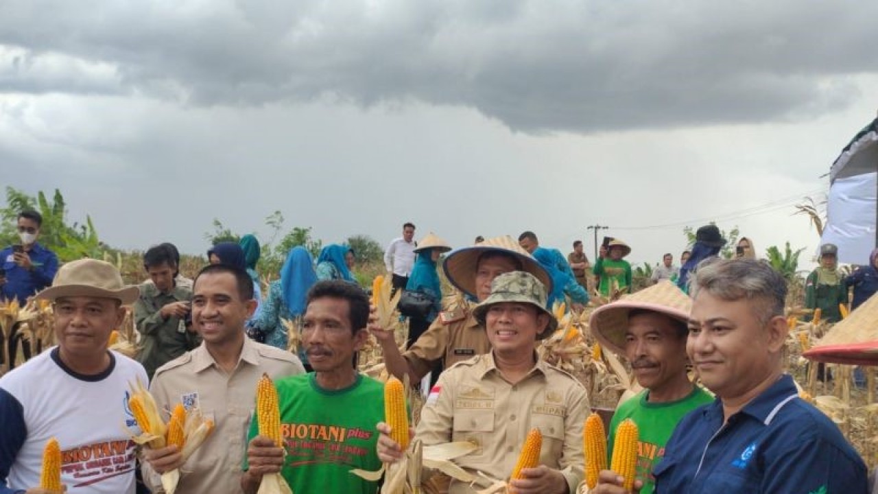 Penjabat Bupati OKU, Teddy Meilwansyah melakukan panen perdana tanaman jagung di Kelurahan Sekarjaya, Senin. (ANTARA/Edo Purmana/22)