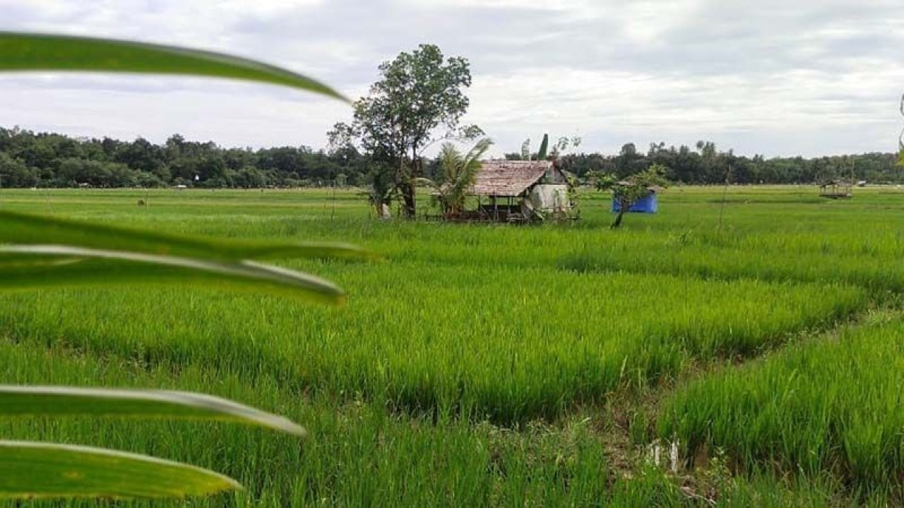 Persawahan di Simeulue, Aceh, Kamis (8/12/2022). ANTARA/Ade Irwansah