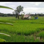 Persawahan di Simeulue, Aceh, Kamis (8/12/2022). ANTARA/Ade Irwansah-1670569990