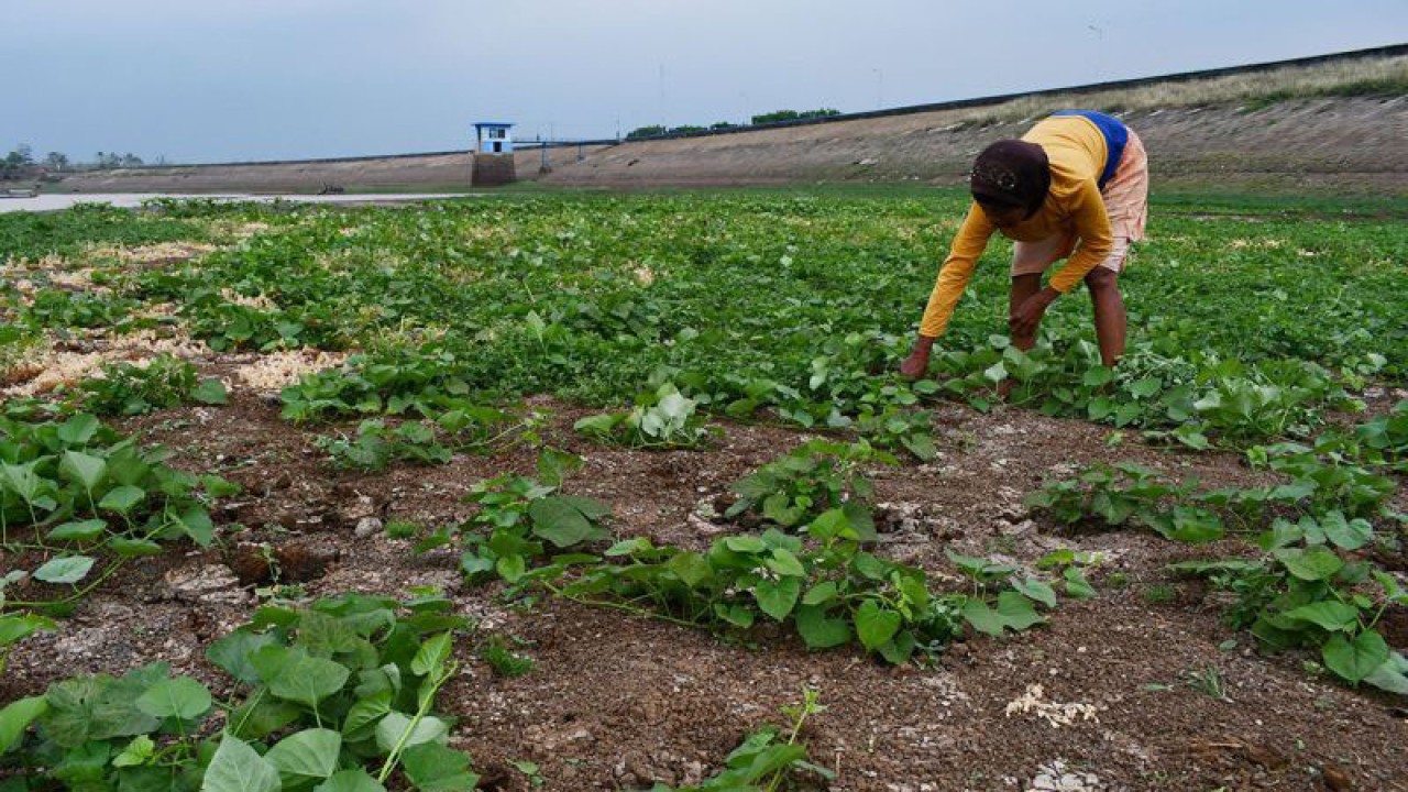Petani merawat tanaman ubi jalar di area Waduk Dawuhan Kabupaten Madiun, Jawa Timur, Jumat (30/9/2022). Sejumlah petani di wilayah itu memanfaatkan area waduk yang mengering pada musim kemarau untuk lahan pertanian dengan menanam jenis tanaman yang bisa dipetik hasilnya sebelum waduk terisi air lagi pada musim hujan. ANTARA FOTO/Siswowidodo/rwa.
