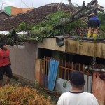pohon tumbang-1671106201