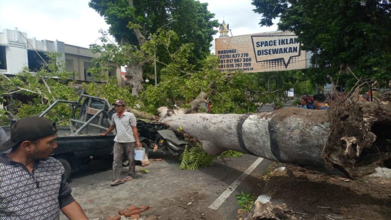 Bencana pohon tumbang dekat Masjid Hubbul Wathan Islamic Center Jalan Langko Kota Mataram, Provinsi Nusa Tenggara Barat. ANTARA/HO-Dokumentasi pribadi