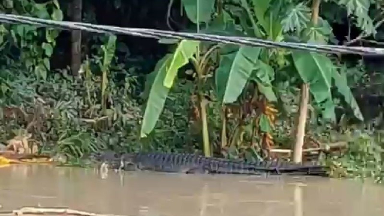 Cuplikan video berdurasi 55 detik dengan penampakan buaya yang diduga berada di Sungai Desa Bangket Parak, Lombok Tengah, NTB. (ANTARA/HO-cuplikan video warga)