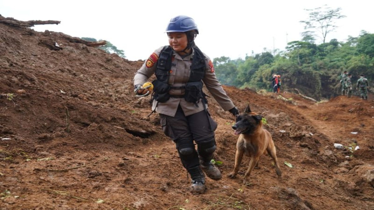 Anggota kepolisian wanita (Polwan) Ditsamapta Polda Jabar Unit K9, Bripda Indah Duha bersama anjing pelacak bernama Igor bertugas mencari korban gempa bumi di Cianjur, Jawa Barat, Selasa (29/11/2022). ANTARA/HO-Humas Mabes Polri