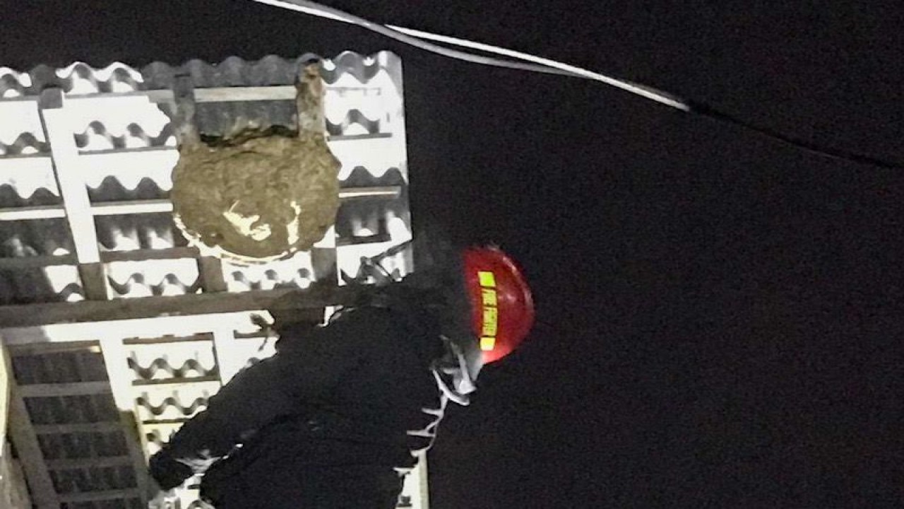 Ilustrasi - Evakuasi sarang tawon yang dilakukan petugas Dinas Pemadam Kebakaran dan Penyelamatan Yogyakarta (ANTARA-HO- Dinas Pemadam Kebakaran dan Penyelmatan Yogyakarta)