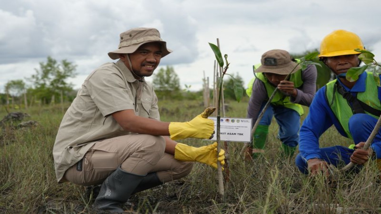 PT Bukit Asam Tbk (PTBA) bersama Balai Taman Nasional Berbak Sembilang (BTNBS) dan Balai Pengelolaan Daerah Aliran Sungai (BPDAS) Musi bersinergi melestarikan hutan bakau atau mangrove dan habitat burung di Pulau Alanggantang, Kabupaten Banyuasin, Sumatera Selatan. (FOTO ANTARA/HO-PTBA)