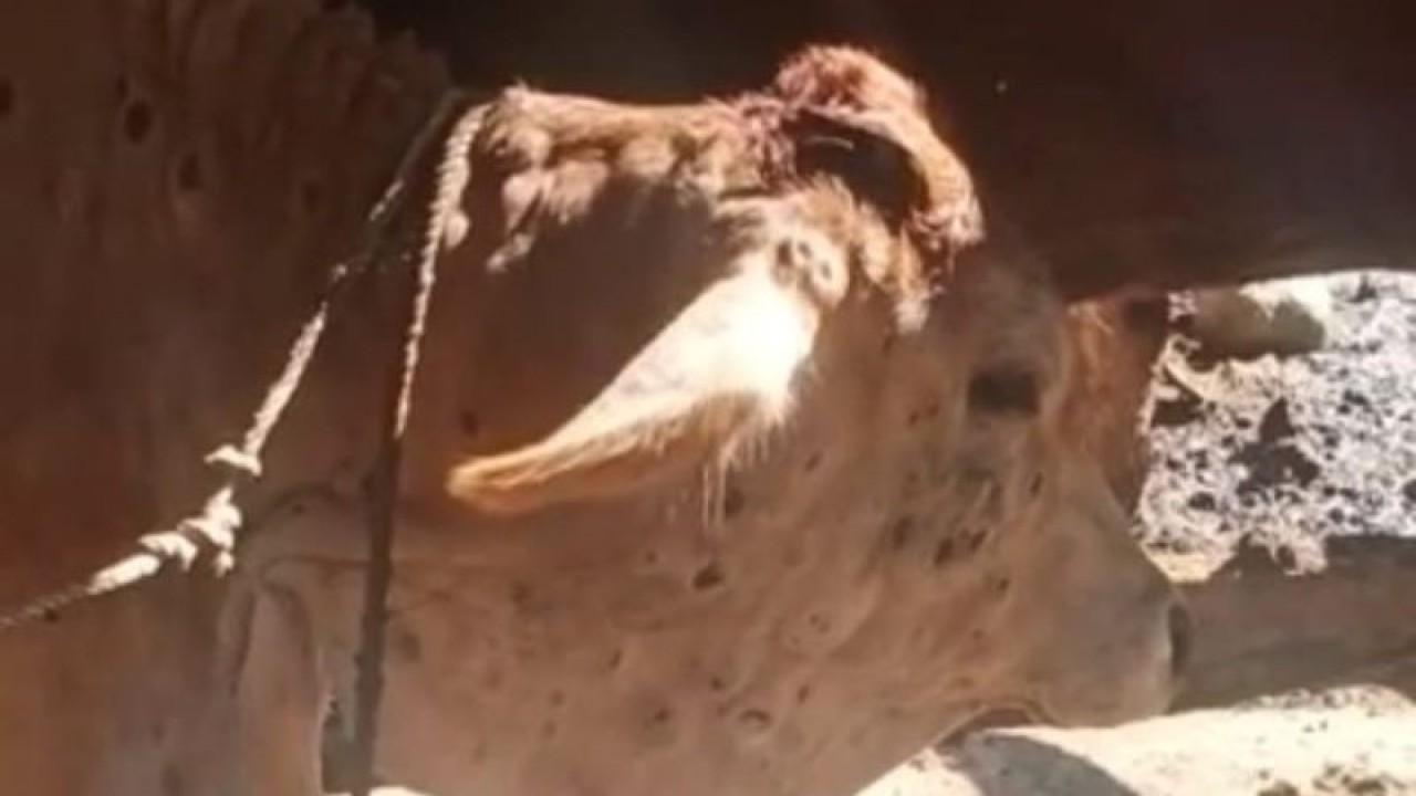 Salah satu ternak milik warga di Kabupaten Mukomuko yang terjangkit penyakit LSD, Senin (12/12/2022). ANTARA/Dokumentasi pribadi