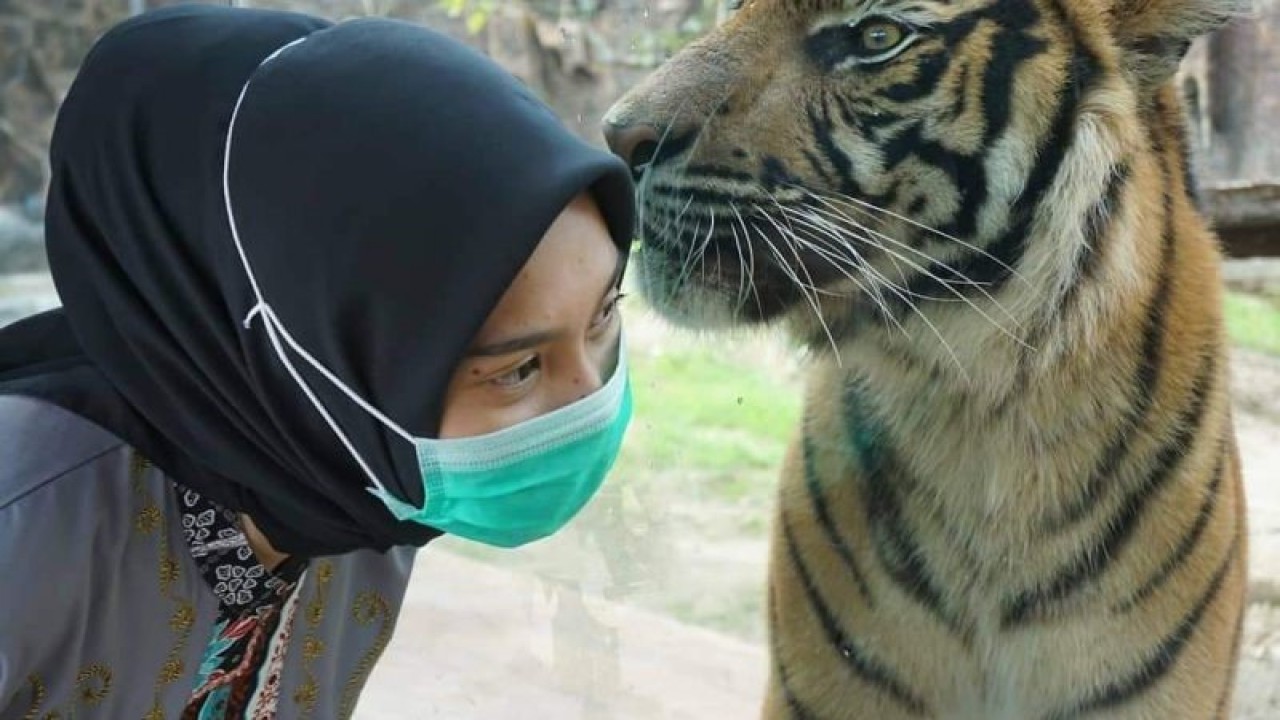 Salah seorang pengunjung di dekat seekor harimau yang ada di Taman Marga Satwa Kinantan Bukittinggi (TMSBK) Bukittinggi, Sumatera Barat. (ANTARA/HO)