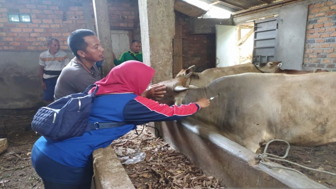 Tim Satgas dari Diskannak Kabupaten OKU memberikan suntikan vaksin anti PMK dosis kedua kepada hewan ternak sapi milik masyarakat di daerah itu, Jumat. (ANTARA/Edo Purmana/22)