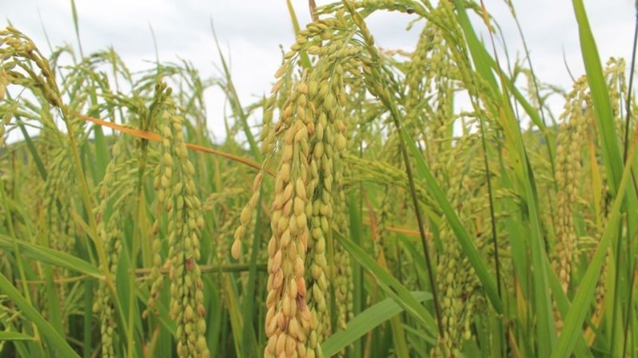 Sawah di Jayawijaya. ANTARA/Marius Frisson Yewun