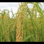 Sawah di Jayawijaya. ANTARA/Marius Frisson Yewun-1670931403