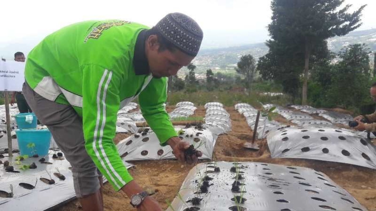 Seorang petani Temanggung menanam bawang merah dengan teknologi TSS. ANTARA/Heru Suyitno