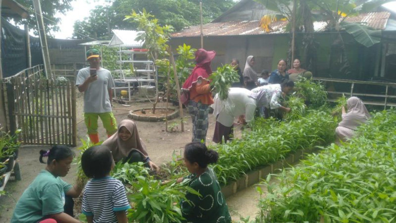 Petugas Suku Dinas Ketahanan Pangan, Kelautan dan Pertanian (Sudin KPKP) Kepulauan Seribu dengan dibantu sejumlah warga Pulau Sabira sedang memanen kangkung, Rabu (28/12/2022). ANTARA/HO-Kominfotik Kepulauan Seribu