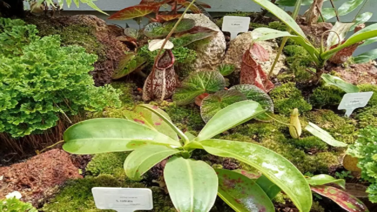 Tanaman kantong semar atau nepenthes. FOTO ANTARA/HO BRIN