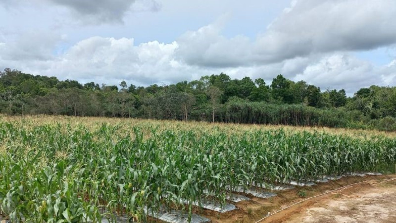 Tanaman jagung manis yang ditanam petani Belitung (ANTARA/Kasmono)