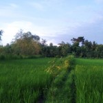 Tanaman padi milik warga di wilayah Kabupaten Lombok Tengah, Nusa Tenggara Barat. (ANTARA/Akhyar)-1671606184