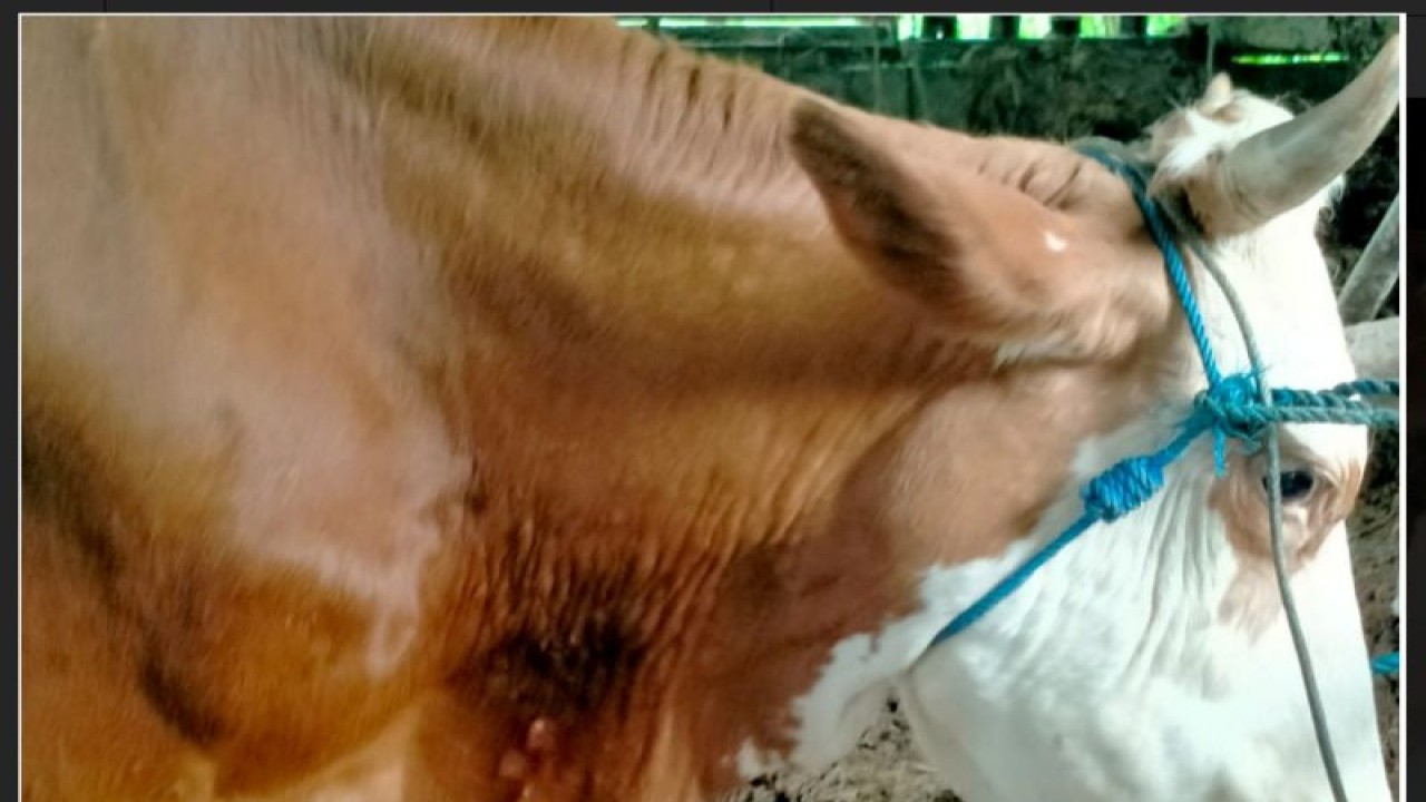 Ternak sapi di Kabupaten Sleman terjangkit LSD. ANTARA/HO-DP3 Sleman