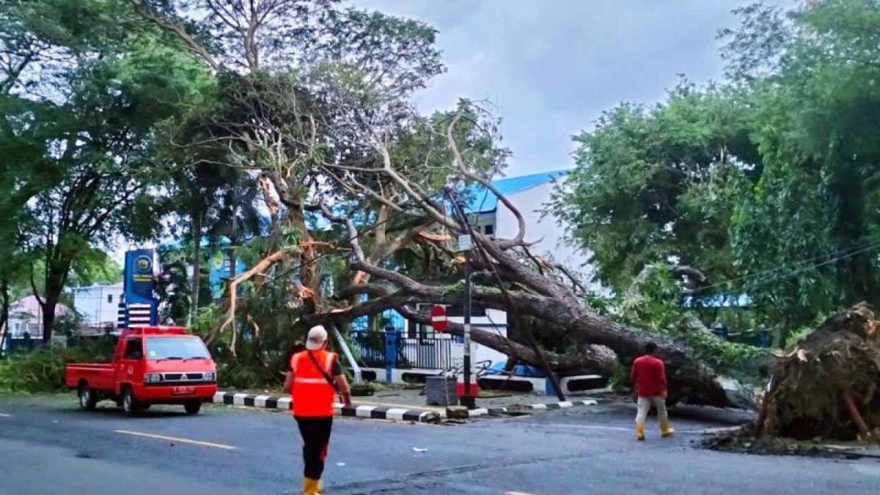 BPBD Kota Sabang melakukan pembersihan terhadap pohon tumbang di depan Kantor Wali Kota Sabang, Rabu (21/12/2022). (ANTARA HO-BPBD Sabang)