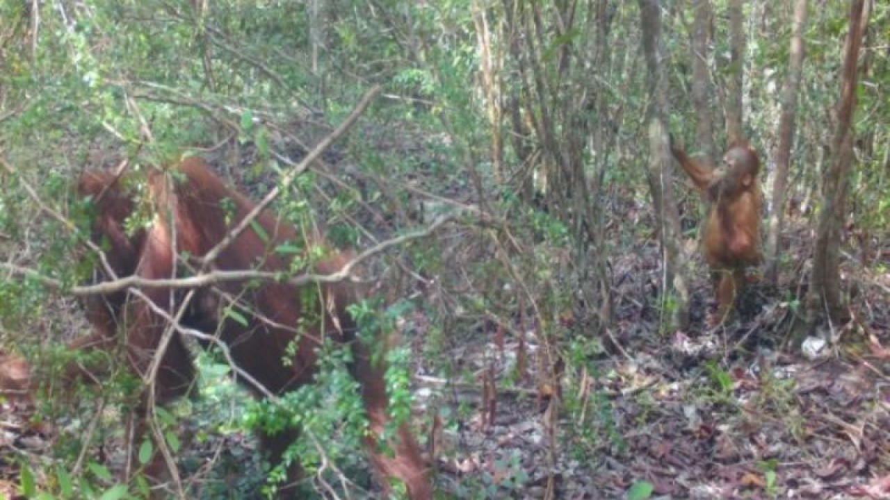 Penampakan orangutan betina dan anaknya di Taman Wisata Alam (TWA) Tanjung Keluang hasil tangkapan camera trap. (28/12/2022). (ANTARA/HO-SKW II BKSDA Kalteng)