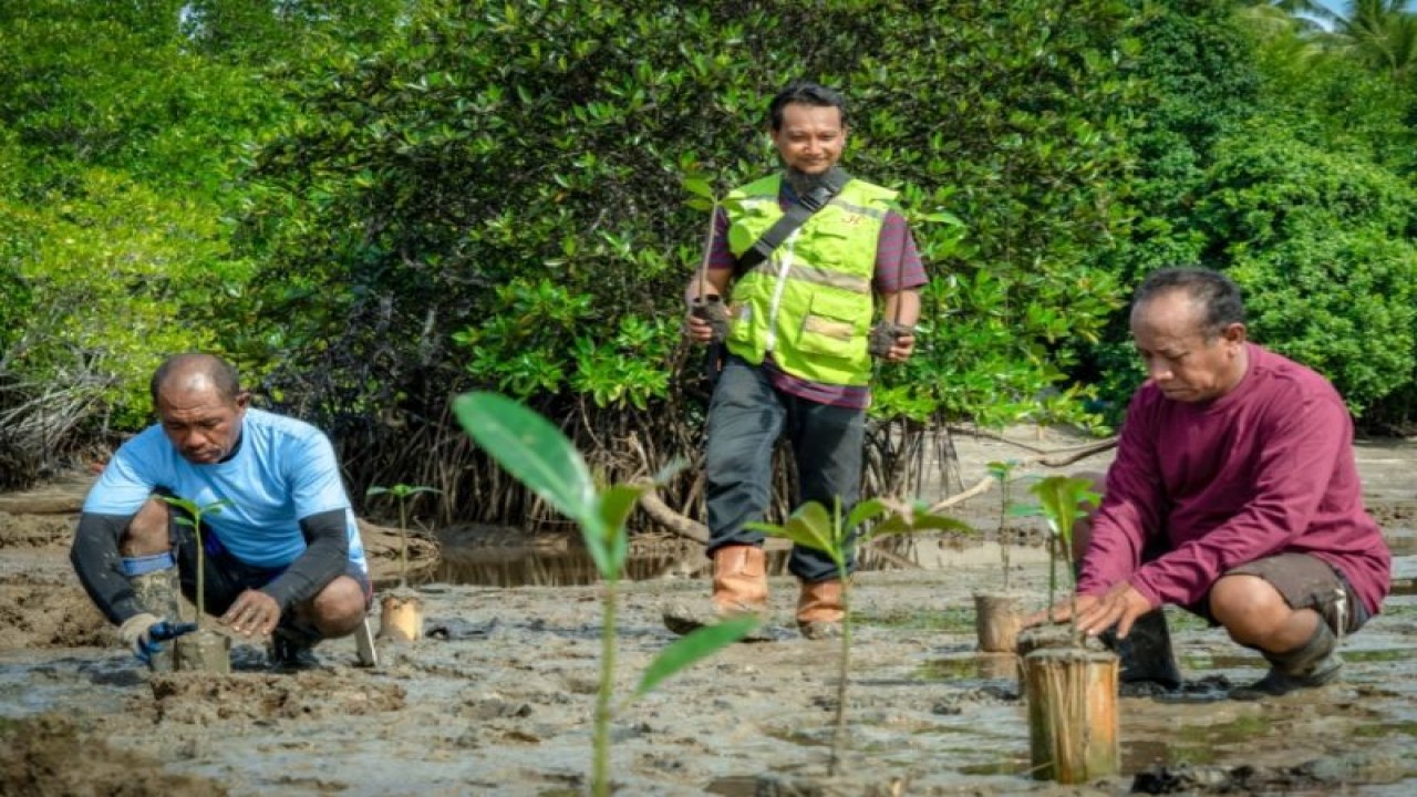 Monitoring dan penyulaman bibit mangrove sebanyak 70 pohon ditanam untuk mengganti bibit yang rusak dari 24.575 bibit akibat gelombang dan arus di Pulau Obi, Kabupaten Halmahera Selatan, Maluku Utara (ANTARA/Abdul Fatah)