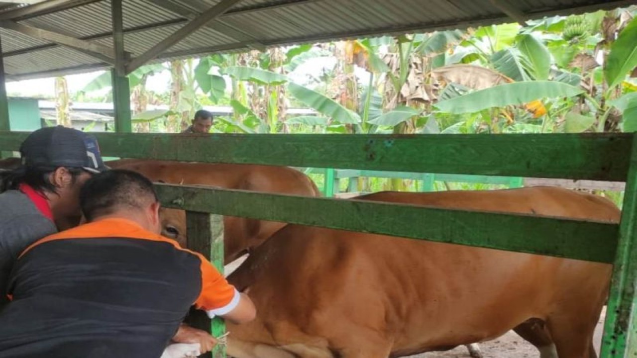 Ilustrasi - Petugas menyuntik vaksin PMK kepada sapi di Palangka Raya, beberapa waktu lalu. (ANTARA/Rendhik Andika)