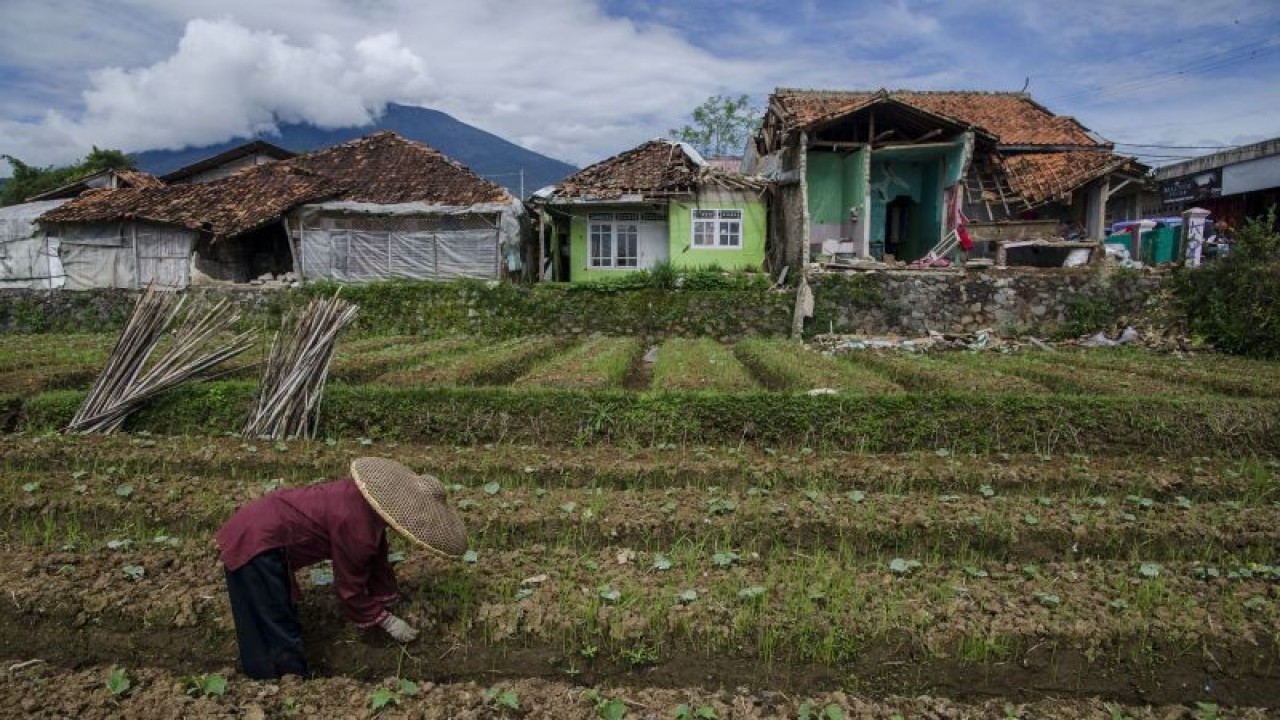 Warga penyintas gempa Cianjur membersihkan lahan pertanian di Sarampad, Cugenang, Cianjur, Jawa Barat, Rabu (30/11/2022). ANTARA FOTO/Novrian Arbi/YU