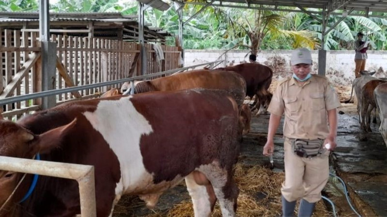 Petugas Dinas Pertanian Kabupaten Bekasi, Jawa Barat, Senin (16/1/2023) melakukan vaksinasi PMK keliling terhadap hewan ternak di daerah itu. (FOTO ANTARA/Pradita Kurniawan Syah).