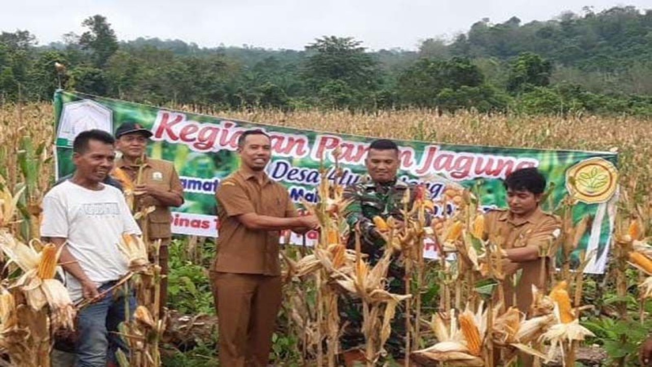 Dokumentasi - Tim Dinas Tanaman Pangan dan Hortikultura Kabupaten Aceh Timur memanen jagung di Gampong Alue Patong, Indra Makmu, Kabupaten Aceh Timur. ANTARA/HO