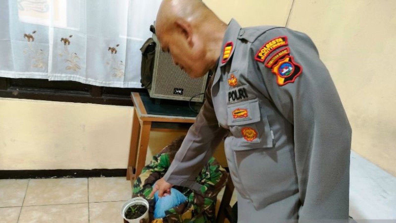 Kapolsek Tilatang Kamang AKP Syaiful (kanan) menunjuk pot yang berisi pohon ganja. ANTARA